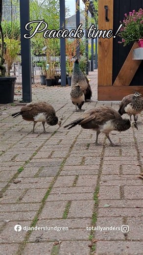Cute Baby Peacocks That Aren’t Afraid of Humans 🦚🥹#viral #love #shorts #fyp #amazing #pets #cute