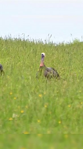 5.4K views · 140 reactions | Last week of PA turkey season | Jase Outdoors | Facebook