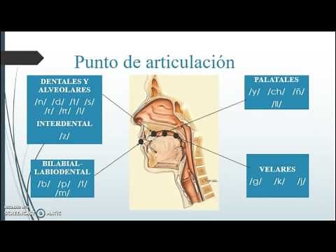 Fonética y fonología. Fonemas consonánticos y vocálicos