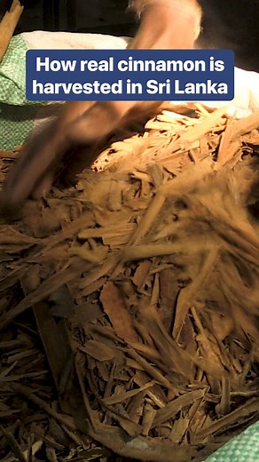 85K views · 880 reactions | Real cinnamon is harvested from the dried inner bark of a tree called Cinnamomum verum. #cinnamon #spices #SriLanka | Insider | Facebook