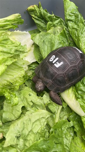 Exploring Tortoise Paradise: Real Life Footage