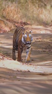 5.6K views · 258 reactions | Experience the thrill of walking through the dense forest of #Bandhavgarh knowing that the big cat could be watching you! Credits: @ram_jo_sharma #nature #jungle #animal #wildlife #indianwildlife #tigers #bigcats #mp #bandhavgarhnationalpark #madhyapradeshtourism #mptourism #incredibleIndia #heartofIndia #dekhoapnadesh | Madhya Pradesh Tourism | Facebook