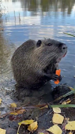 This cute muskrat loves to eat carrots 😃👍❤️🥕🥕🥕#shorts #cute #muskrat