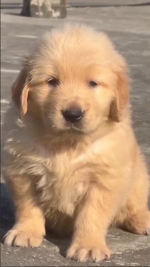Golden Retriever Puppy For Sale 🐶Heavy Bone, Super Active