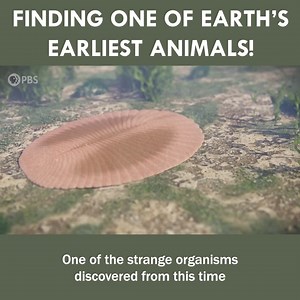 Finding One of Earth's Earliest Animals | Eons • PBS