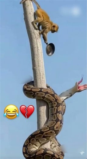 Monkey and python 😱 #viral #catfunny #trending