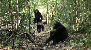Edinburgh Zoo on Reels