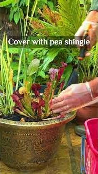 The cheapest patio water feature