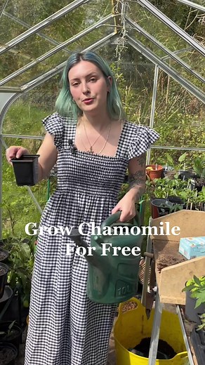 Grow Chamomile from Tea Bags: Free & Easy Guide