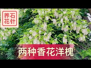 认识两种开花非常香的洋槐树 - 黑洋槐Black Locust, 刺洋槐Honey Locust