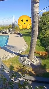 This #coyote saw an innocent #dog as his prey and tried to take it by force. 😰 | The Kiwi