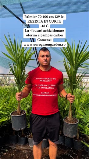 202 reactions · 18 shares | Palmieri 70-100 cm - 129 lei Rezistent la ger -18 C! Plantati in curte sunt o adevarata splendoare! La 4 bucati achizitionate oferim cadou 2 ierburi ornamentale Pampas cadou! Comenzi pe site la www.eurogazongarden.ro | EURO Gazon Garden | Facebook