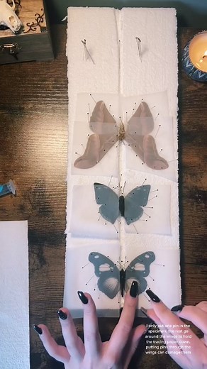 Butterfly pinning tutorial 🦋🍂 #CreatorRevolution#fyp#NespressoTalents#foryou#entomology#taxidermy#butterfly#witchtok#witch#bugtok#alt#alternative