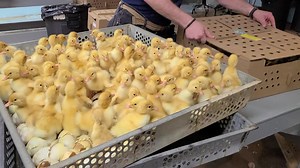 14K views · 726 reactions | White Pekin ducklings hatching at cackle hatchery | Cackle Hatchery | Facebook