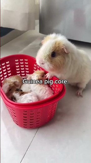 Guinea Pigs Core #mustwatch #funny#guineapig