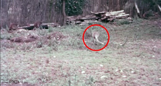 Colour and black and white footage of the extinct Toolache wallaby
