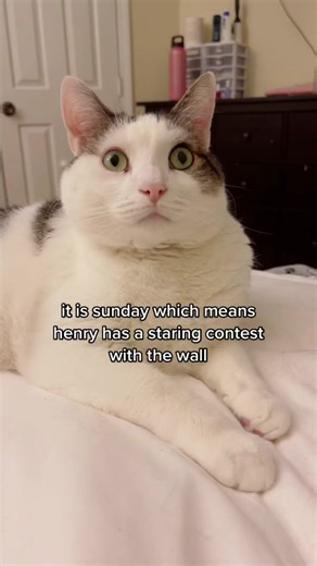 Why Do Cats Have Staring Contests?