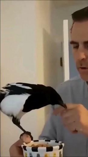 Wonderful Talking Magpie #magpies #talkingbirds