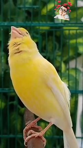 758 reactions · 176 shares | Metralhadora de canto殺! | Reinan Miguel | Facebook