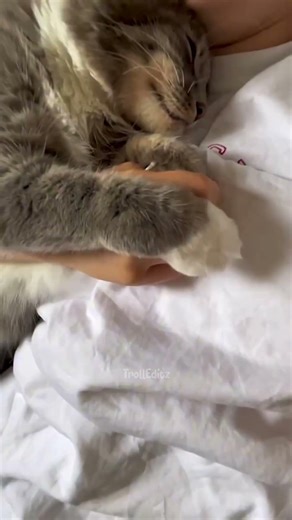 Cat’s Hug Is Pure Love. ❤️ #shorts #cat #love