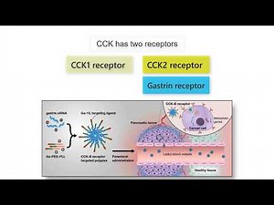 GASTRIN, CCK AND CANCER! Gastrin, CCK, and Secretin functions in health and disease explained!