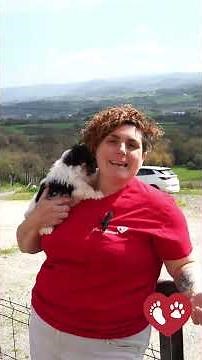 Which miniature breed is right for you? Las Almenas Guide | Biewer