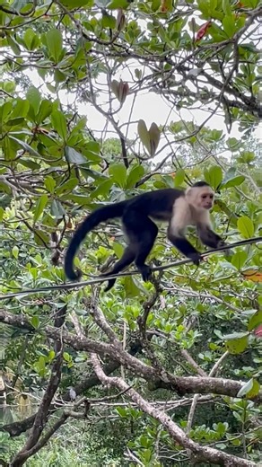 Naughty Monkey Did WHAT?! 😂🐒 #Shorts #Short #ytshorts