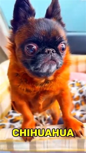 Small Dog Breeds 😱🤣😱 | Emery Kerr