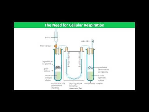 Practical Investigations into Factors Affecting the Rate of Respiration