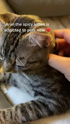 112K views · 4.9K reactions | Ariel the spicy kitten demands pets now 殺 #kittenrescue #feralkitten #kitten | Help stray cats in Wilmington Delaware | Facebook