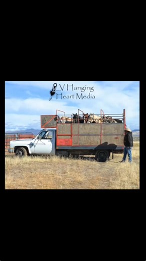 Indigenous Peoples Day 2025. Indian Cowboys/Cowgirls at the 63 Ranch Fall Branding. Fort McDermitt, Nevada. Featuring Arlo Crutcher Rick Crutcher Cauy Crutcher Melford Crutcher Sandoval Sandy Treal Scott Will Appenay Rikki Crutcher Junior Crutcher Katie Crutcher etc. #VHangingHeartMedia #CowboyCool #IndianCowboys #FortMcDermitt #NevadaCowboys #IndianCowboysStillExist | Victoria Jackson