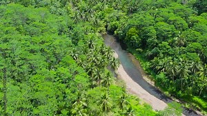 Lush tropical green forest with tall trees in Mindanao island, Philippines. Jungle in Asia.