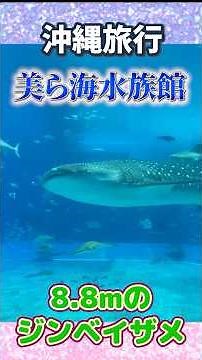 沖縄旅行【美ら海水族館】子連れ旅行 ジンベイザメが凄い！イルカショーが凄い！イルカの餌やり体験！とにかく大満足の美海水族館！#美ら海水族館 #子連れ沖縄 #子連れお出かけ #子連れ水族館 #子連れ沖縄