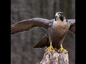 Peregrine Falcon Sounds