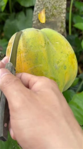 ha ha ha 98Fruit Video 98 (@ha.ha.ha.98fruit)’s videos with original sound - ha ha ha 98Fruit Video 98