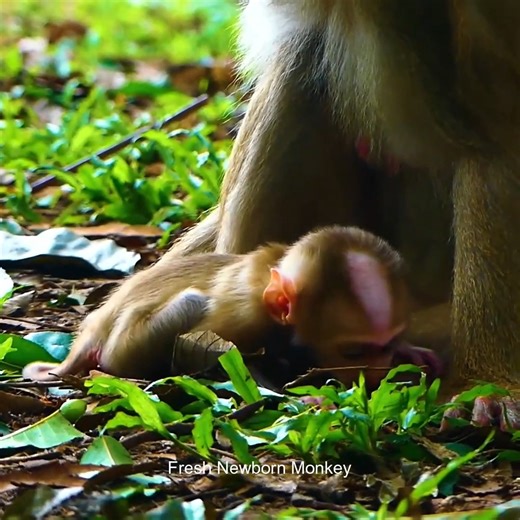 Daily activities of cute baby monkey, FNM96002 | Fresh Newborn Monkey | Facebook
