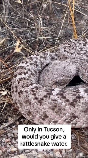 This would only happen in Tucson. Repost: @cdkeppel Thirsty rattlesnake - So on the 52nd day of 53 with 100° temps I came across this rattlesnake. With no real monsoon and excessive heat I decided to see if it needed water. It was a bit shocked at first but right away knew it wasn’t a threat and that it was just water. After drinking a bit the snake rearranged its coils close and tight to capture the water. It was so thirsty I even went back and refilled my water a second time . #igers_tucson #a