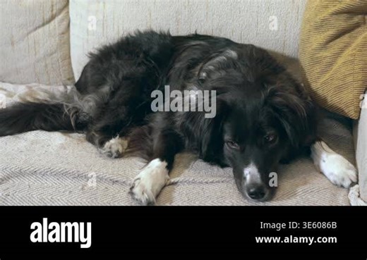 Cute long haired Border Collie dog lying down on a cozy sofa, getting sleepy and ready to nap. Domestic pet relaxing in a comfortable home Stock Video Footage - Alamy