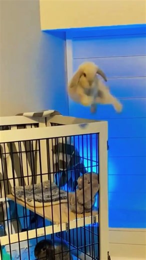 Ninja Bunny Adventures