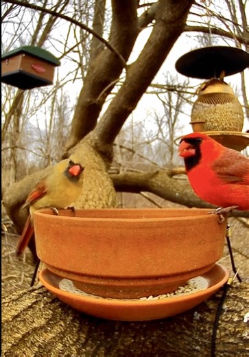 just a peek in on this cute cardinal couple’s date at the birdy buffet! 🐦‍⬛ #cardinals #femalecardinal #cutecouple #birds #birdwatching @birdfy_by_netvue