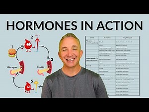 Endocrine System and Negative Feedback Loop: How Hormones Control the Body