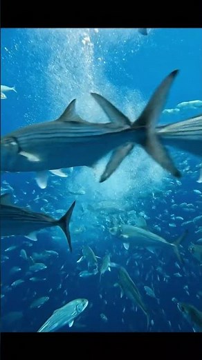 Bluefish Attack । The Ocean's Most Terrifying Feeding Frenzy! G । Inside the Bluefish