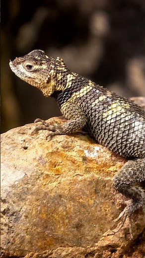 "Up Close with Wild Animals at Oakland Zoo! (Cutest Moments Caught on Camera)" #oaklandzooanimals