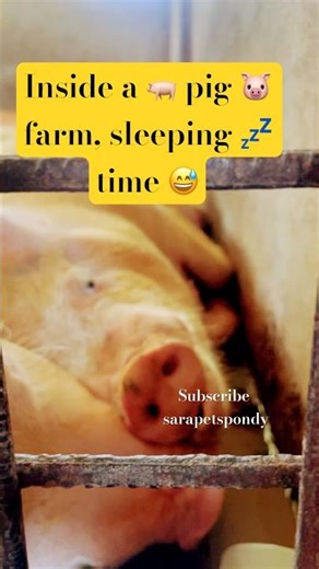 Pig Farm Visit | First Time Experience 😄🐷, #shorts #comedy