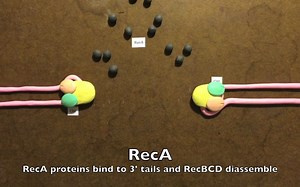 Homologous Recombination in Prokaryotes