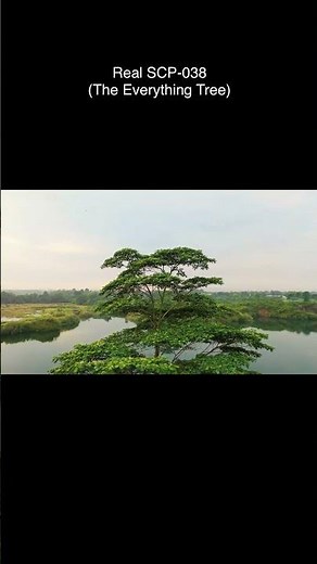 SCP-038 | The Everything Tree (SCP Library)