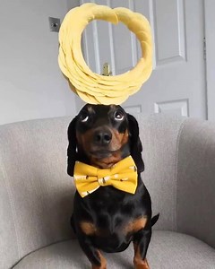 1.7K views · 44 reactions | @doggosdoingthings posted this!  | Dang, Doggo | Facebook