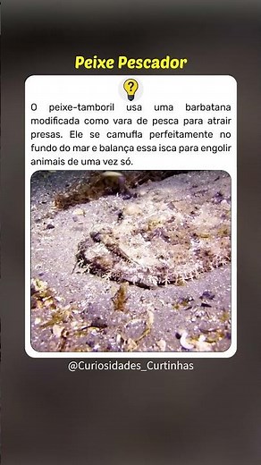 O peixe que pesca suas presas #curiosidades
