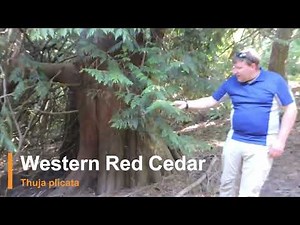 Plant Speed Dating - Western Red Cedar (Thuja plicata)