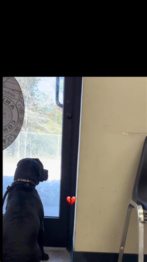 Adopt ❤️ #dog #puppy #cat #kitten #shelter #shelterdog #love #sad | Judith Coleman